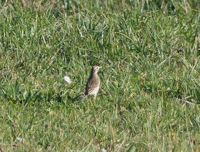 El ave que llega del este