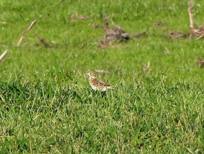 El ave que llega del este