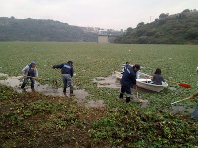PARTICIPA CAEM EN LA LIMPIEZA DE LA PRESA MADÍN PARTICIPA CAEM EN LA LIMPIEZA DE LA PRESA MADÍN