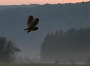 Como vuelo búho