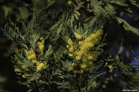 Mimosa (Acacia dealbata)