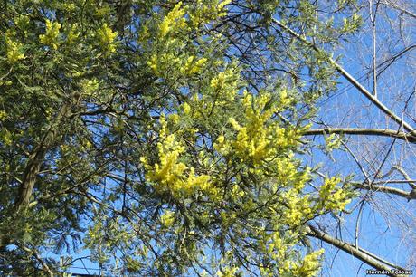 Mimosa (Acacia dealbata)