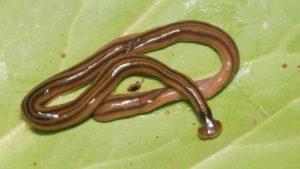 Los Animal Mas Resistente del Mundo Parte 2