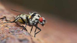 Los Animal Mas Resistente del Mundo Parte 2