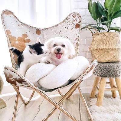 Mascotas y Feng Shui