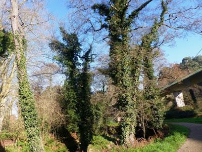 Currucas, desplazamientos locales