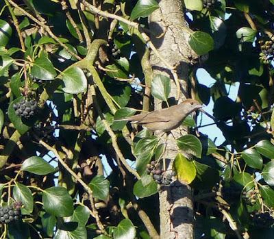 Currucas, desplazamientos locales