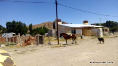 Vecino preocupado por caballo atado