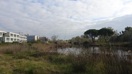 Estany Olla del Rei Joan II | Castelldefels