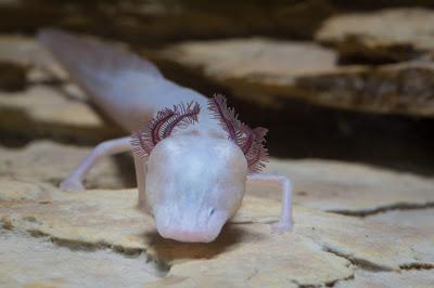 La salamandra ciega de Texas, habitante de la oscuridad perpetua