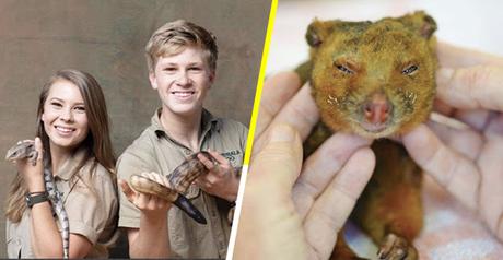 LOS HIJOS DEL ‘CAZADOR DE #COCODRILOS’ HA AYUDADO A 90 MIL ANIMALES AFECTADOS POR INCENDIOS EN AUSTRALIA