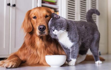 Si ama a su mascota cepíllela diariamente Si ama a su mascota cepíllela diariamente