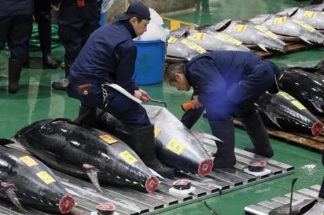 #Alimentos: Subastan por 1,6 millones de euros el primer #atún de 2020 en #Tokio  / # Gastronomia #Pezca