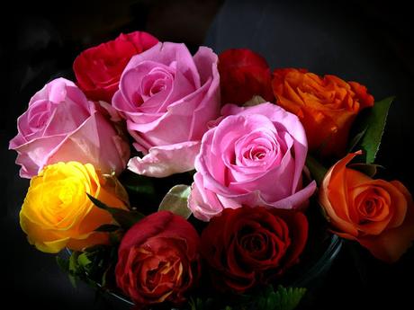 Rosas: ¿por qué son de diferentes colores?