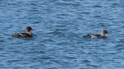 AVES EN ASTILLERO