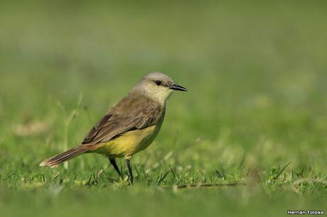 Galería de picabuey