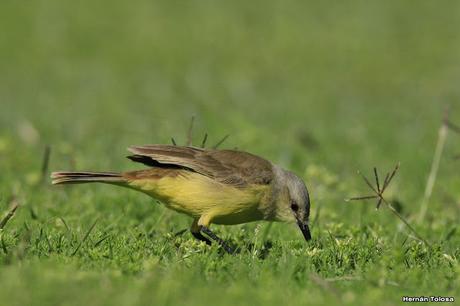 Galería de picabuey