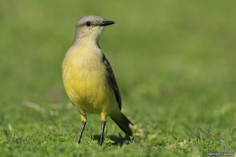 Galería de picabuey