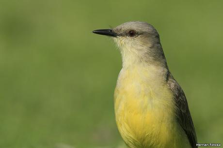 Galería de picabuey