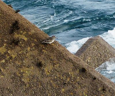 Desplazamientos locales