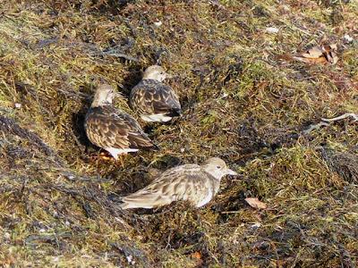 Desplazamientos locales