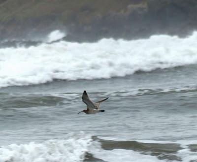 Desplazamientos locales