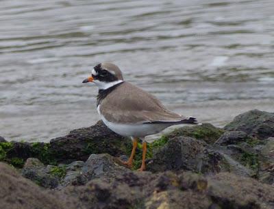 Desplazamientos locales