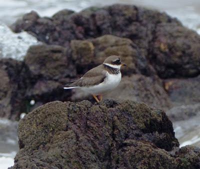 Desplazamientos locales