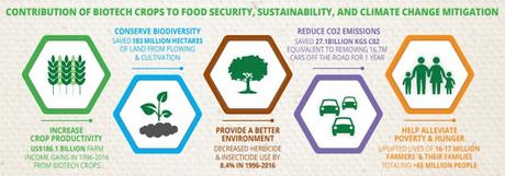 Biotecnología forestal: árboles transgénicos