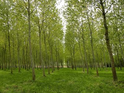 Biotecnología forestal: árboles transgénicos Biotecnología forestal: árboles transgénicos