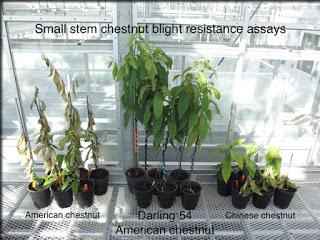 Biotecnología forestal: árboles transgénicos Biotecnología forestal: árboles transgénicos