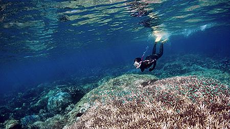 Snorkelling