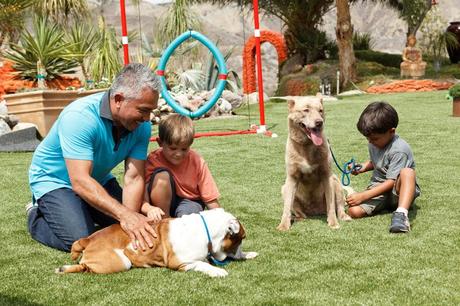 cesped artificial para perros cesped artificial mascotas cesar millan