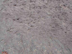 Dinosaurios en Tamajón