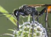 Chilosphex argyrius (Brullé, 1833)