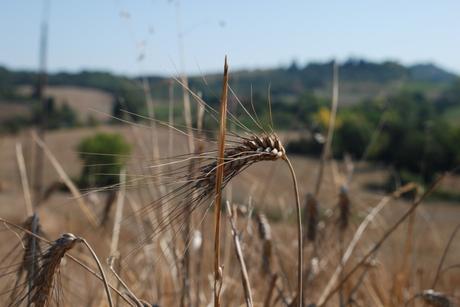 Eco propósitos para 2020 Eco propósitos para 2020