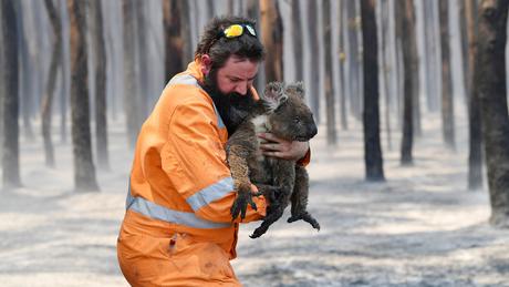 Australia: La vida silvestre sufre enormes incendios forestales (+Infografía)