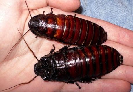 ¿Cuál es la cucaracha más grande del mundo? ¿Y la más pesada?