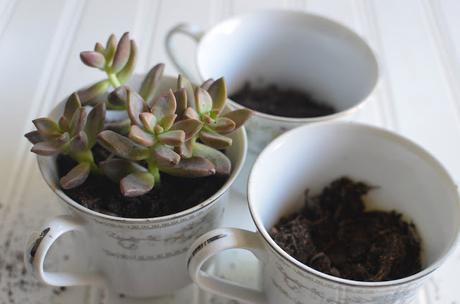 Hermosas ideas para hacer terrarios en tazas de té