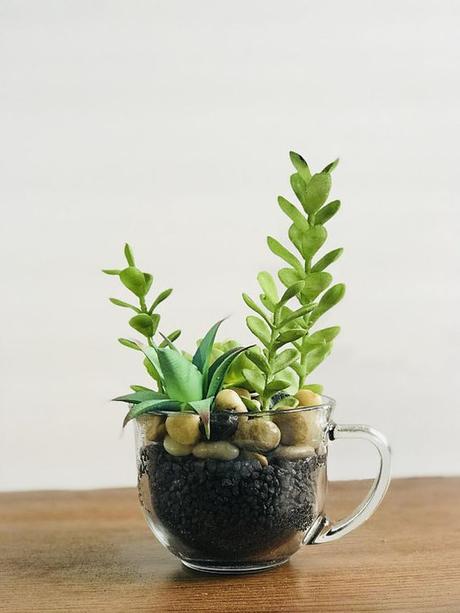 Hermosas ideas para hacer terrarios en tazas de té