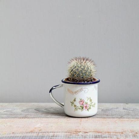 Hermosas ideas para hacer terrarios en tazas de té