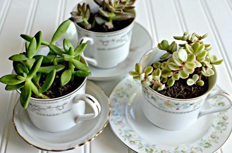 Hermosas ideas para hacer terrarios en tazas de té