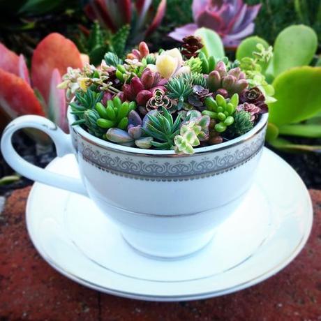 Hermosas ideas para hacer terrarios en tazas de té