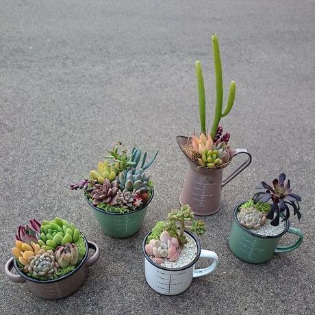 Hermosas ideas para hacer terrarios en tazas de té