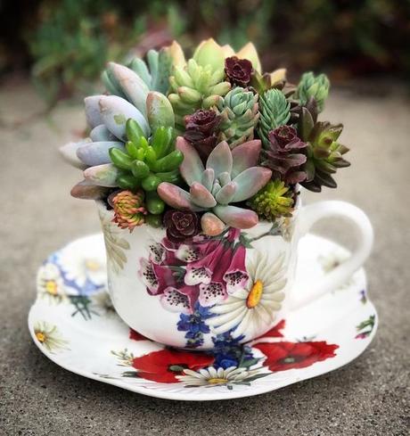 Hermosas ideas para hacer terrarios en tazas de té