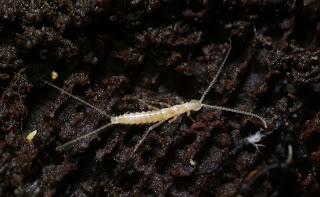 Dipluros del medio subterráneo de la zona Mediterránea Dipluros del medio subterráneo de la zona Mediterránea
