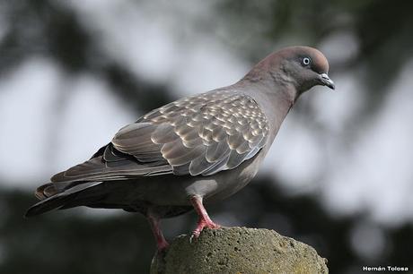 Primera salida de 2020