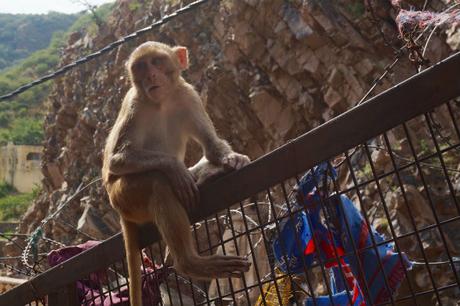 10 cosas que hice gracias a los viajes y que no cambiaría por nada del mundo mono-india