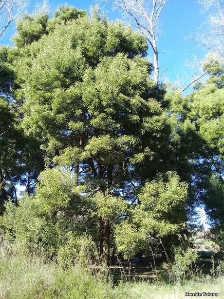 Aromo australiano (Acacia melanoxylon)