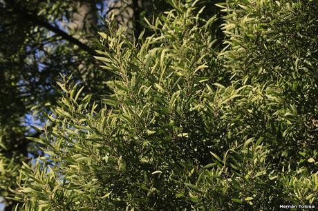 Aromo australiano (Acacia melanoxylon)